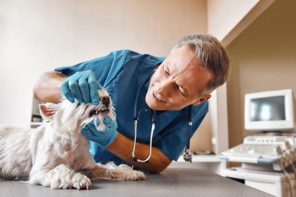 Best After-Hours Emergency Dentist in Westville, OK